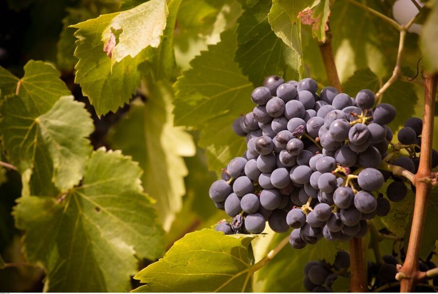 Avignon: Full-Day Wine Tour around Châteauneuf-du-Pape - The lunch stop is part of the value