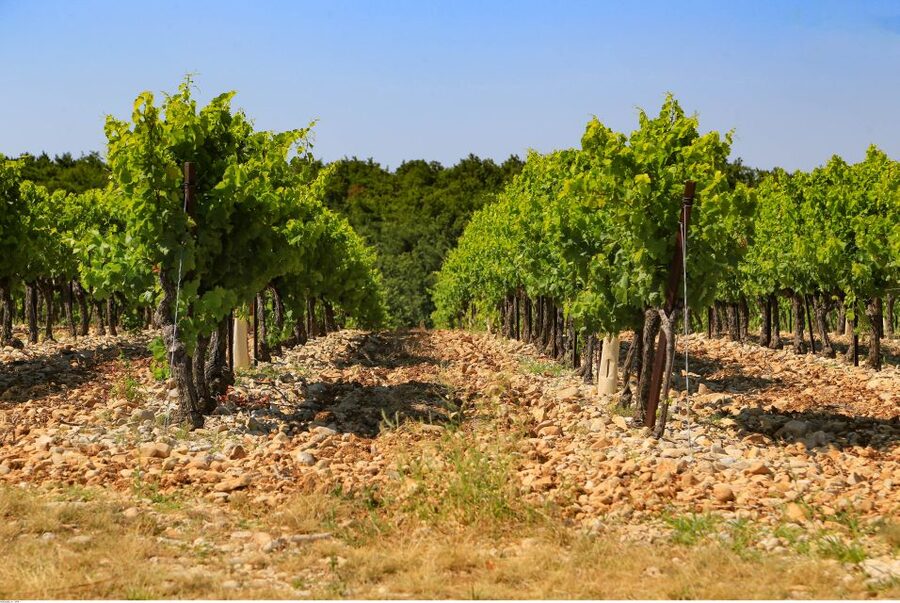 Avignon: Full-Day Wine Tour around Châteauneuf-du-Pape - The pace, group, and practical details