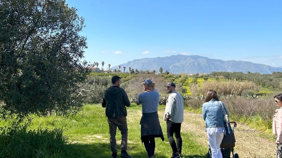 Balestrate: Olive Grove Tour with Wines & Olive Oil Tasting - Why the family table matters more than a standard tasting room