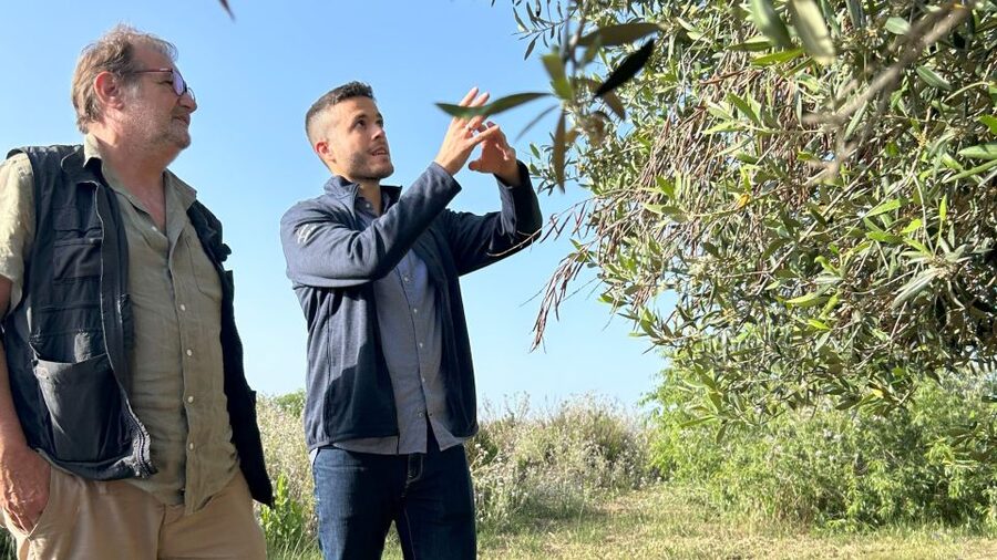 Balestrate: Olive Grove Tour with Wines & Olive Oil Tasting - Walking among the olive trees with Francesco
