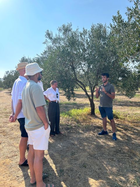 Balestrate: Olive Grove Tour with Wines & Olive Oil Tasting - Is $59 a fair price for two hours?