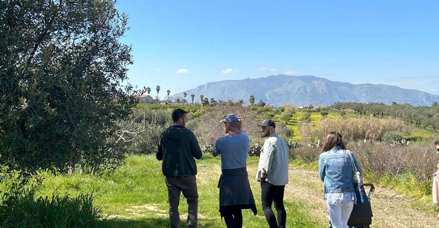 Balestrate: Olive Grove Tour with Wines & Olive Oil Tasting - Starting at Bivio Quattro Vanelle near Balestrate