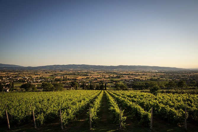 Balsamic Vinegar, Olive oil and Organic Winery Tour in Assisi with tasting - Forty minutes among vines and olive trees