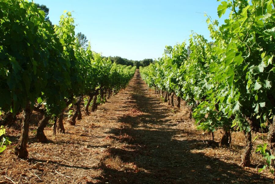 Bandol and Cassis: Full Day Wine Tour from Marseille - Key points to know