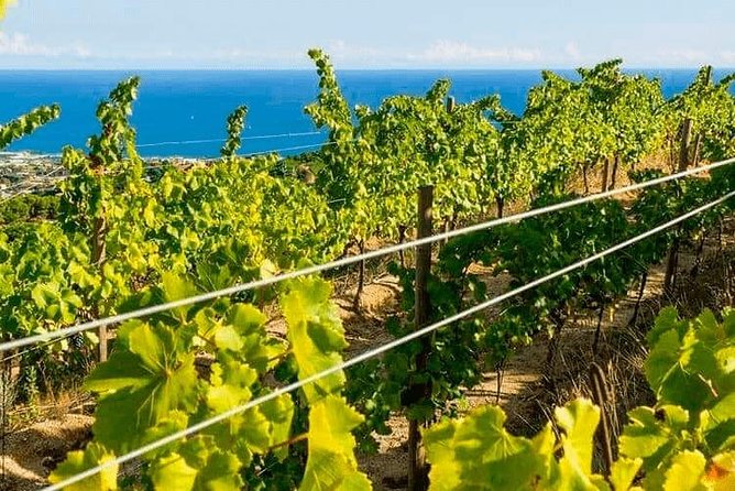 Barcelona eBike Beach Private Tour to Vineyards & Picnic - Private touring changes the pace