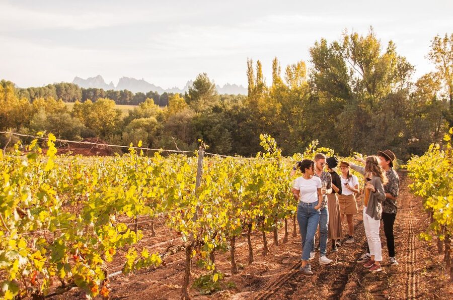 Barcelona: Full-Day Montserrat & Wine Small Group Tour - Inside the cellar and among the vines