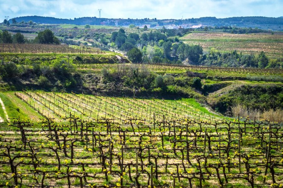 Barcelona: Guided Half-Day Wine and Electric Bike Tour - Choosing between the train and driving