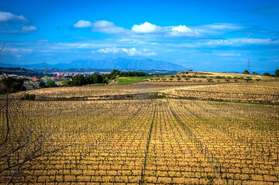 Barcelona: Guided Half-Day Wine and Electric Bike Tour - Getting comfortable on the electric bike