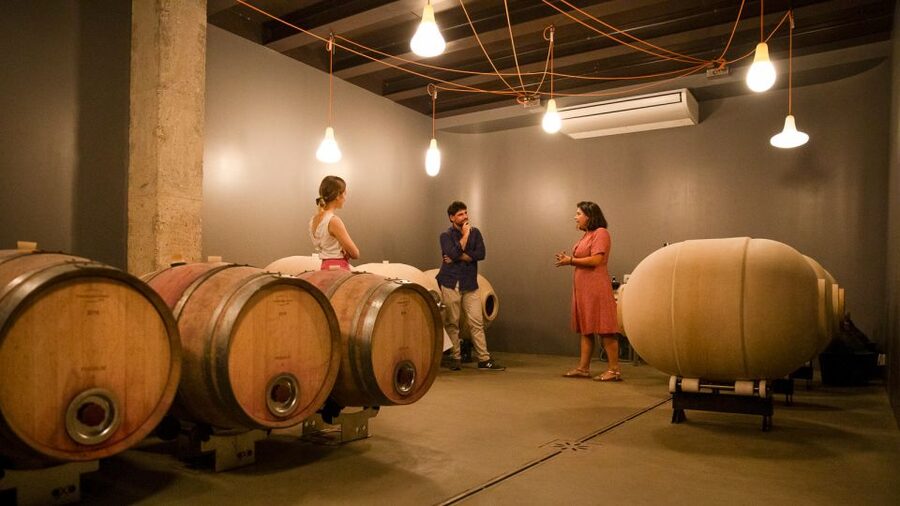 Bardolino: Vineyard Tour with Wine and Food Tasting - Who Will Enjoy This Bardolino Tour?