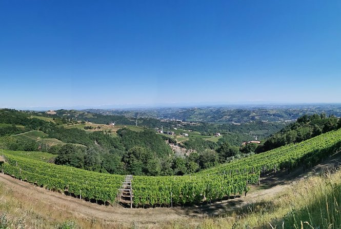Barolo&Barbaresco Wine Experience with a local winemaker - Castagnole Lanze and the work of growing vines
