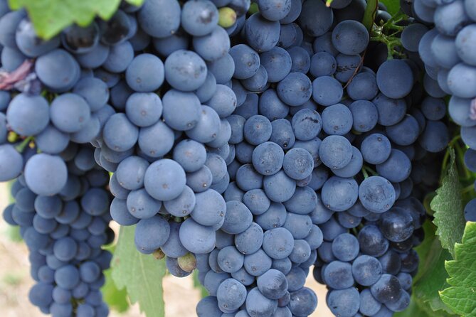 Barossa and Hahndorf Wine Tasting and Sightseeing Tour - Lambert Estate and the included winery lunch