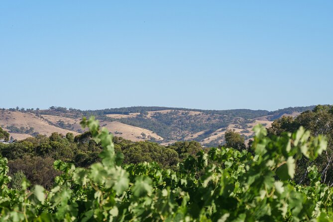 Barossa Bespoke Tours-A private, wine tour to the Barossa Valley - Leaving Adelaide at 9am for the Barossa
