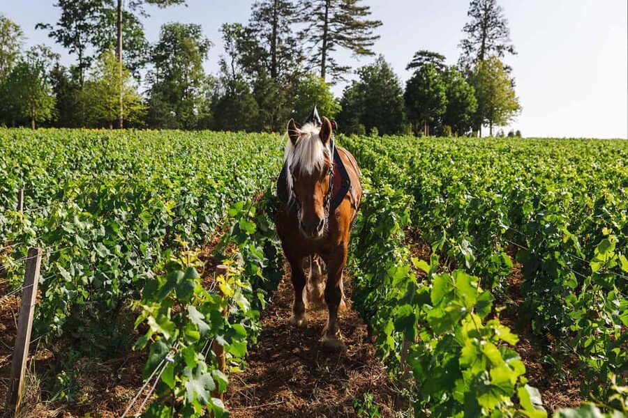 Beaune: Wine Tasting at Château de Pommard - Burgundy’s five subregions in one sitting