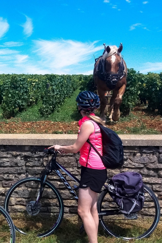 Beaune: Winery Tour by Bike with Wine Tasting - The downhill return to Beaune