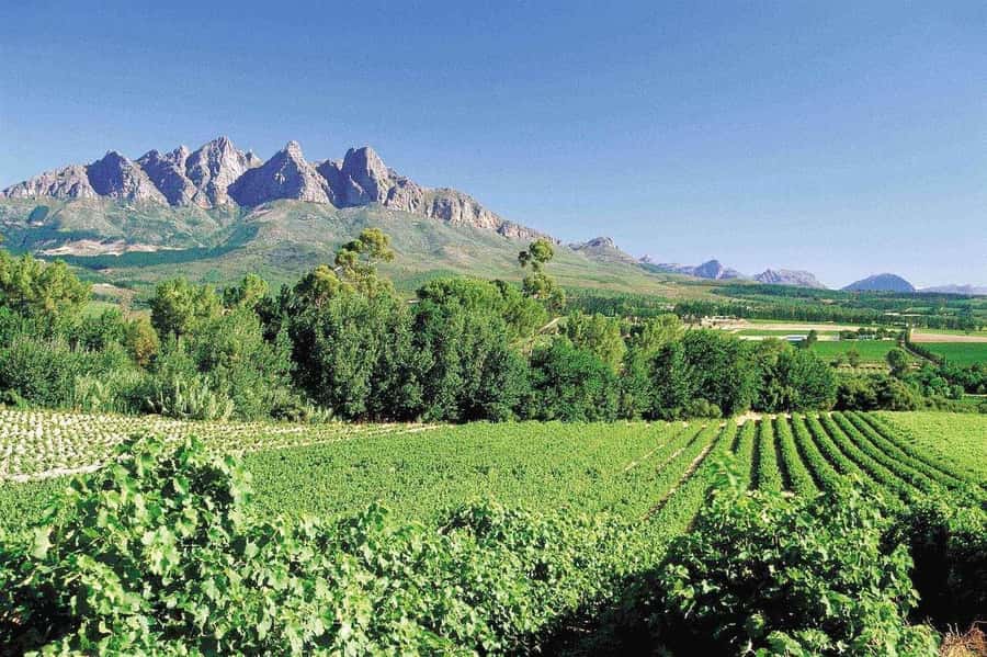 Best of the Cape Peninsula & Wine Route with Wine Tasting - Chapman’s Peak brings the best road scenery