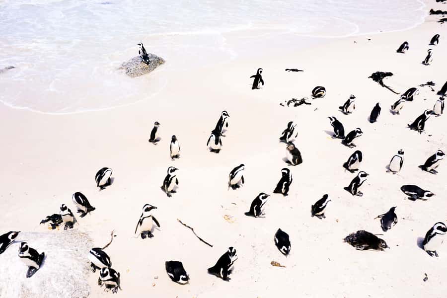 Best of the Cape Peninsula & Wine Route with Wine Tasting - Clifton and Camps Bay set the tone