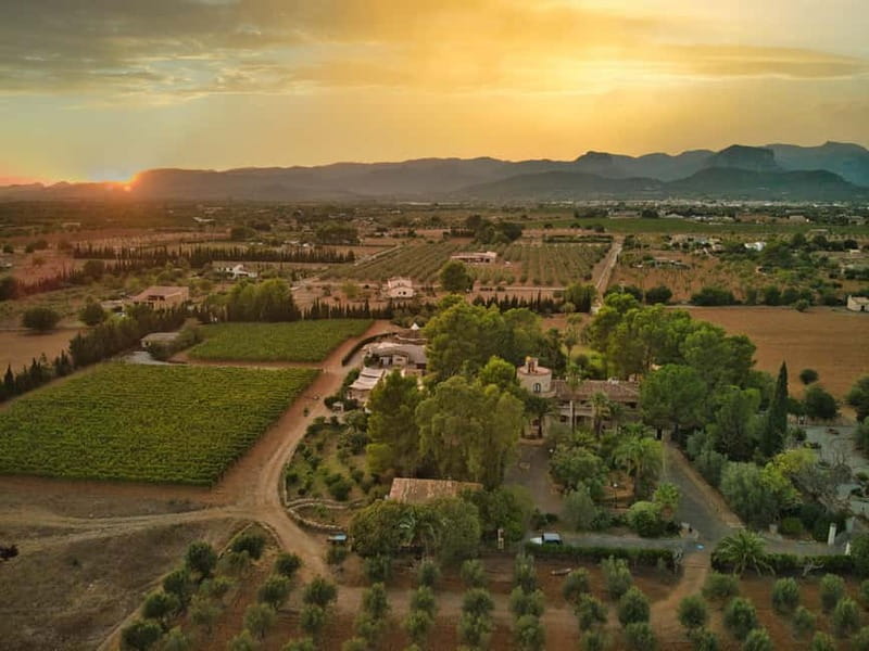 Binissalem: Individual vineyard tour and wine tasting in German - A small bodega with a personal welcome