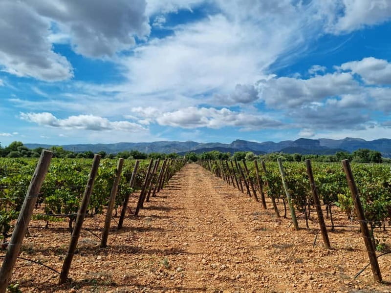 Binissalem: Individual vineyard tour and wine tasting in German - Inside the bodega, production becomes easier to understand