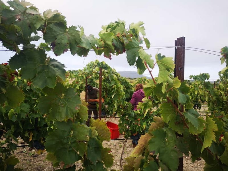 Binissalem: Individual vineyard tour and wine tasting in German - The German-language format matters