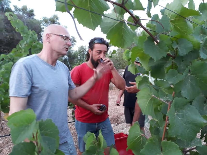 Binissalem: Individual vineyard tour and wine tasting in German - Practical details for planning your visit