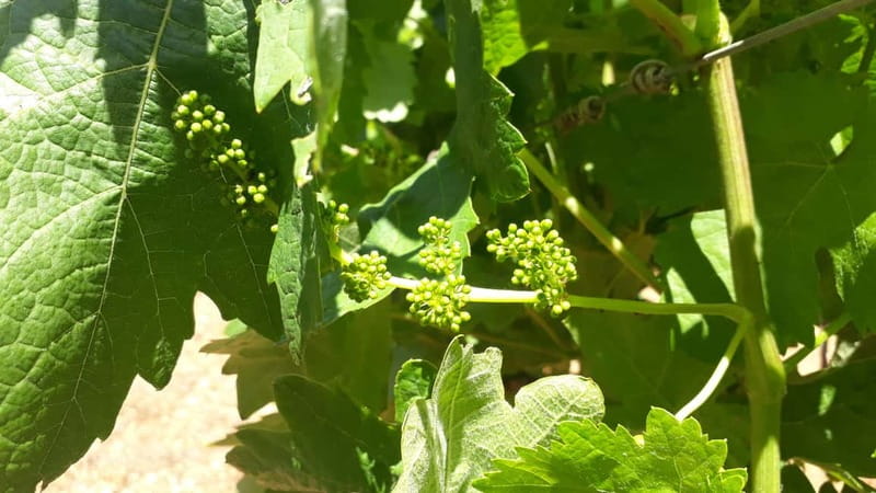 Binissalem: Individual vineyard tour and wine tasting in German - Should you book Bodega Resident Wein?