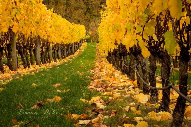 Blenheim Half day Wine Tour - Why this half-day tour works well in Marlborough