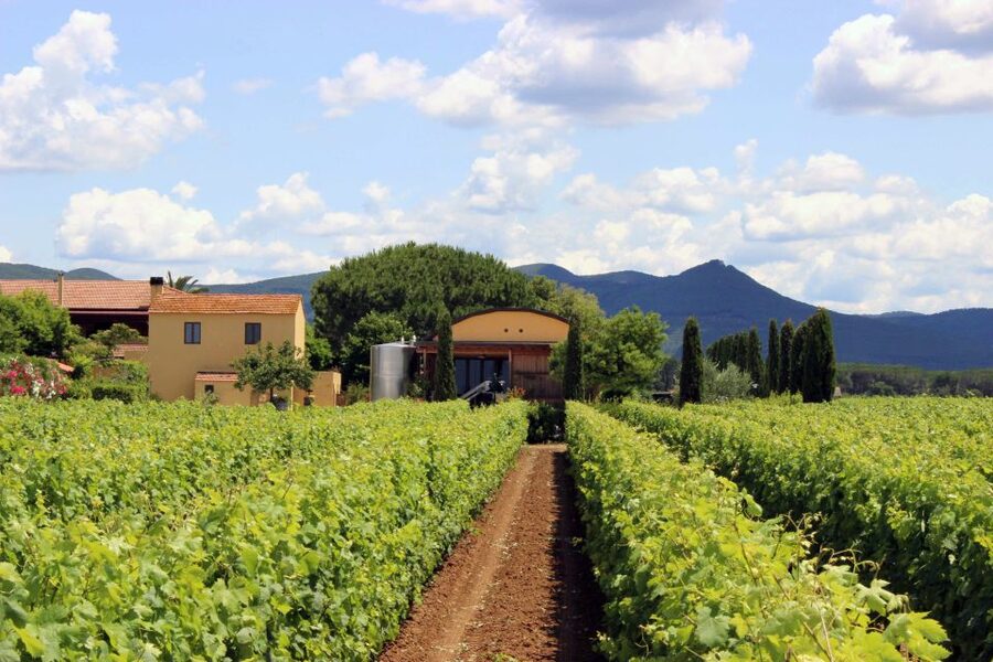 Bolgheri: Winery Tour with Wine Tasting - Who should book this Bolgheri experience?