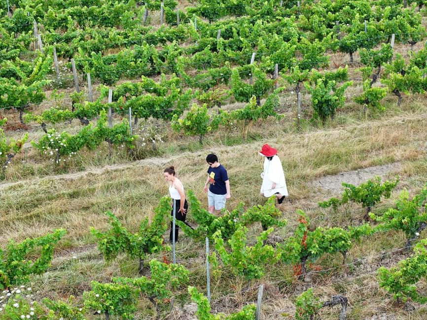 Bordeaux: Explore an Organic Family Vineyard with Tasting - What the Small Group Changes
