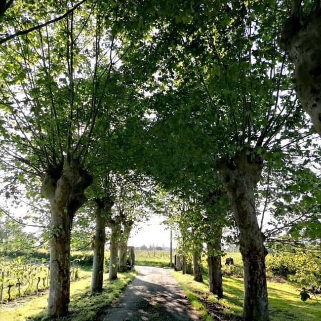 Bordeaux: Explore an Organic Family Vineyard with Tasting - Weather, Access, and Practical Planning