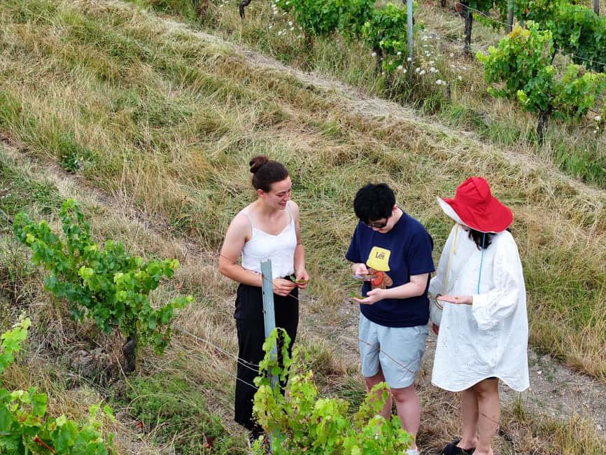 Bordeaux: Explore an Organic Family Vineyard with Tasting - Among the Vines: Soil, Seasons, and Organic Farming