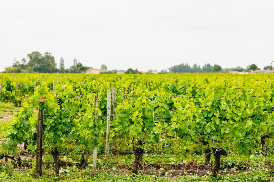 Bordeaux: St. Emilion Day Trip with Wine Tasting and Lunch - The final tasting in town
