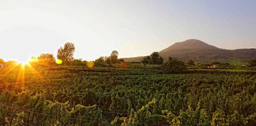 Boscotrecase: Vesuvius Wine Tasting Tour Lunch - Key points at a glance