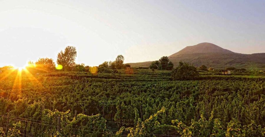Boscotrecase: Vesuvius Wine Tasting Tour Lunch - Four wines, including Lacrima Christi