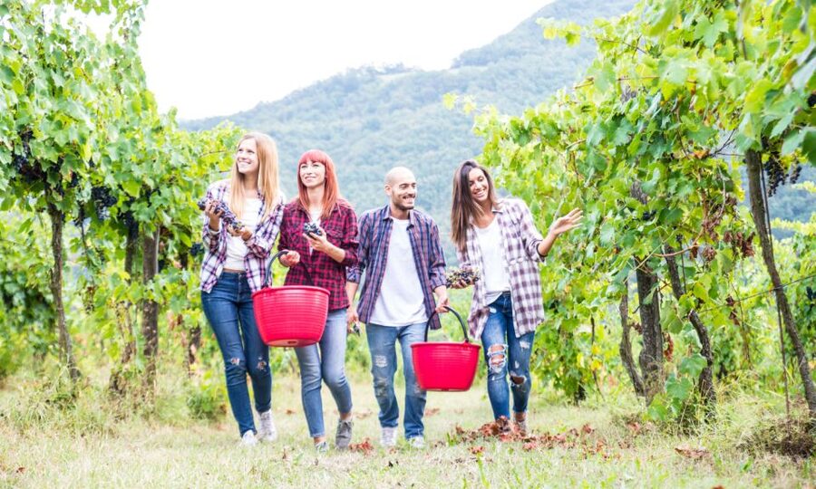 Boscotrecase: Vesuvius Wine Tasting Tour Lunch - What the vineyard walk adds to the tasting