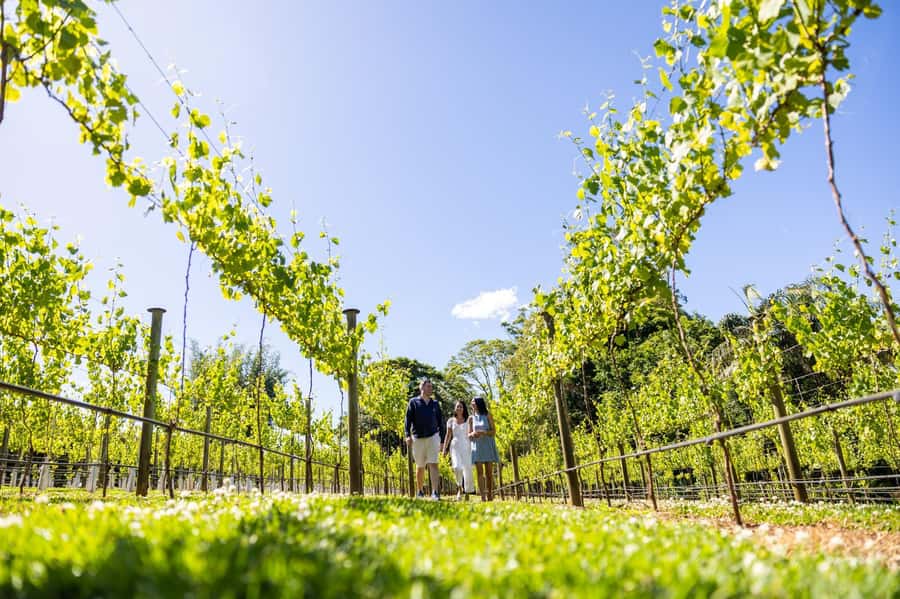 Brisbane: Boutique Winery Tour with Gourmet Lunch - From Brisbane to Tamborine Mountain