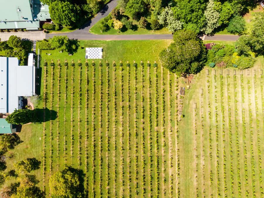 Brisbane: Tamborine Mountain Local Winery Tour with Lunch - Witches Falls offers the most relaxed tasting