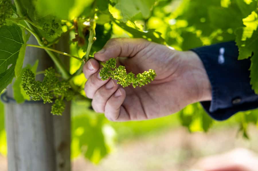 Brisbane: Tamborine Mountain Local Winery Tour with Lunch - Hampton Estate combines wine with the main meal