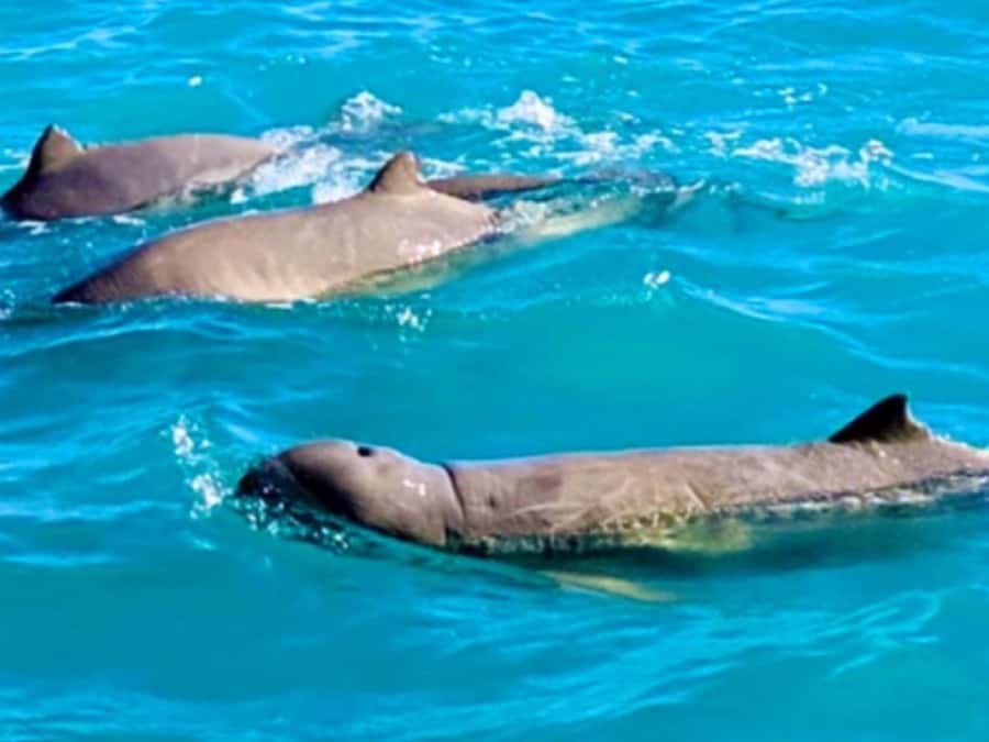 BROOME: SCENIC & PREHISTORIC CRUISE- Wine & Gourmet Platters - From your hotel to Roebuck Bay