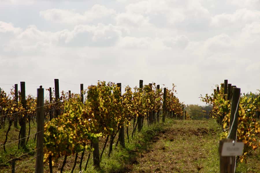 Buenos Aires: Wine Tasting and Lunch at Bodega Gamboa - Who Will Enjoy This Day Trip Most
