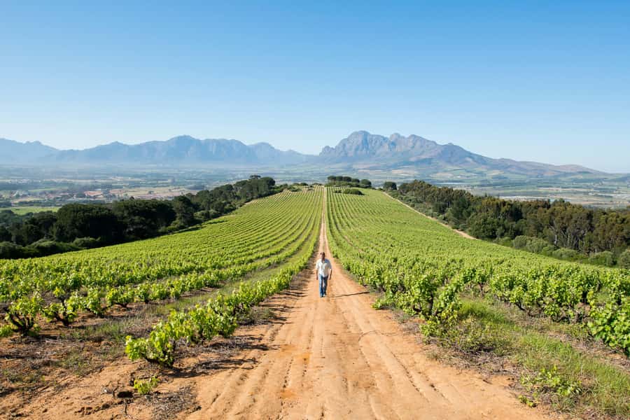 Cape Town: Full-Day Winelands Tour with Wine Tastings & Food - Why this is a strong first look at the Cape Winelands