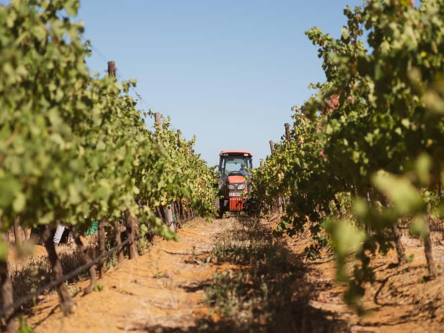 Cape Town: Full-Day Winelands Tour with Wine Tastings & Food - Franschhoek and the Cape’s French connection