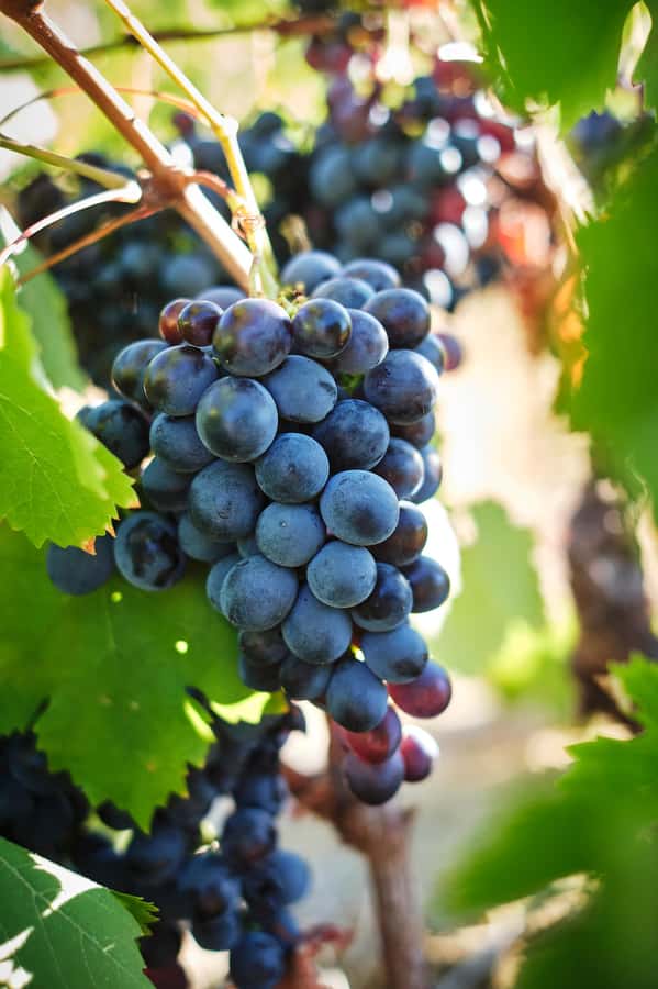 Cape Town: Full-Day Winelands Tour with Wine Tastings & Food - How much wine will you actually drink?