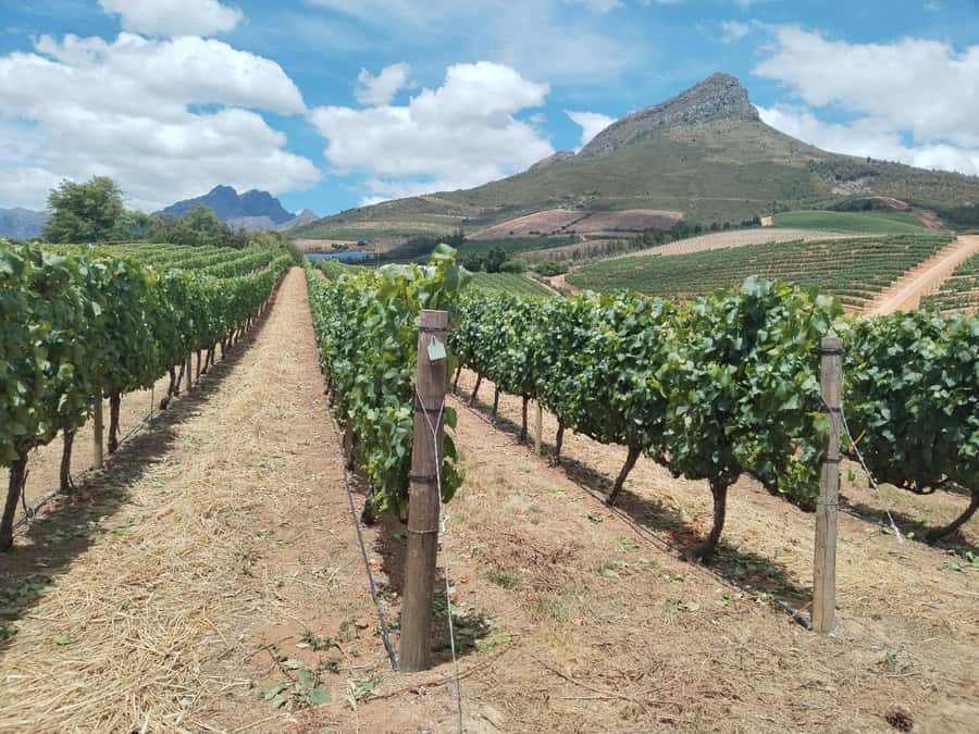 Cape Town: Stellenbosch, Franschhoek, Wine Tasting and Tram - Why this route works from Cape Town