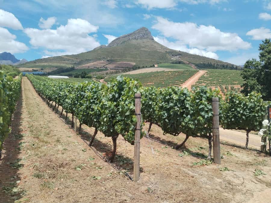 Cape Town: Stellenbosch, Franschhoek, Wine Tasting and Tram - Zevenwacht starts the morning with cheese