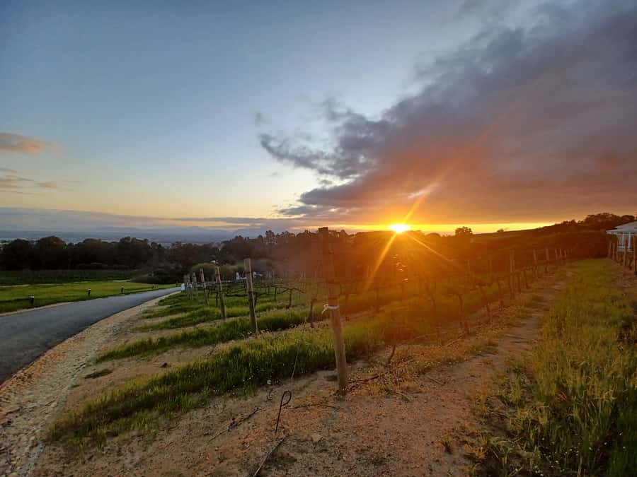 Cape Town: Stellenbosch Wine Half-Day Tour - From Cape Town streets to Stellenbosch vines