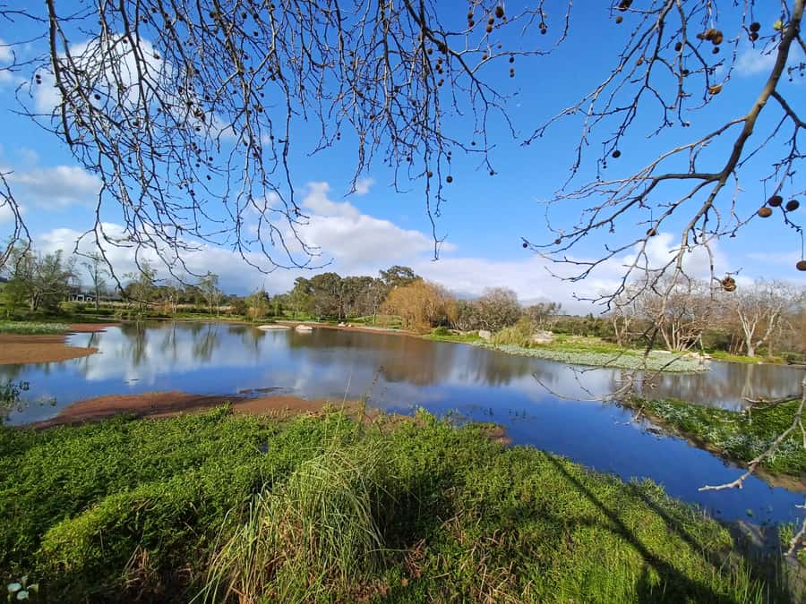 Cape Town: Stellenbosch Wine Half-Day Tour - Stellenbosch, with oak trees and Cape Dutch houses