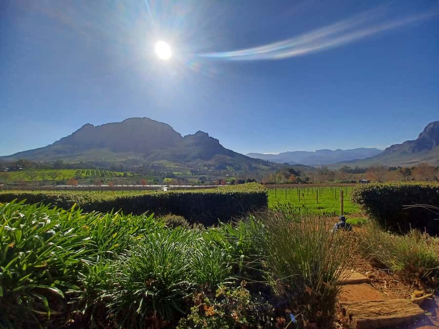 Cape Town: Stellenbosch Wine Half-Day Tour - Fairview, cheese, and a more substantial pause