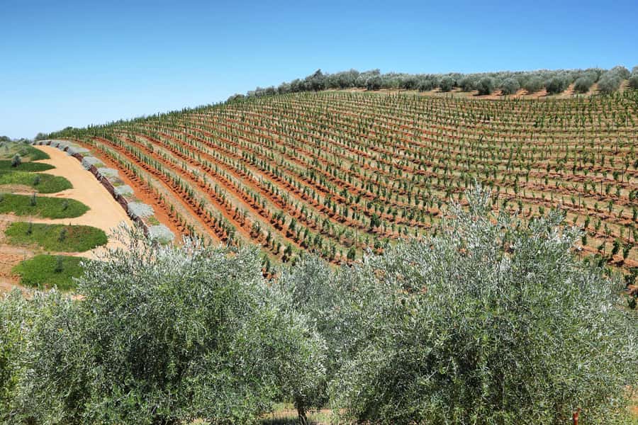 Cape Town: Wine Tram & Winelands Tour with Tastings & Pickup - Guides make the long day work