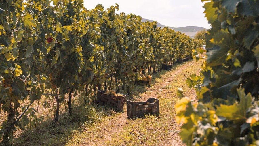 Castelsardo: visit a vineyard with wine tasting at sunset - A vineyard evening 8 kilometers from Castelsardo