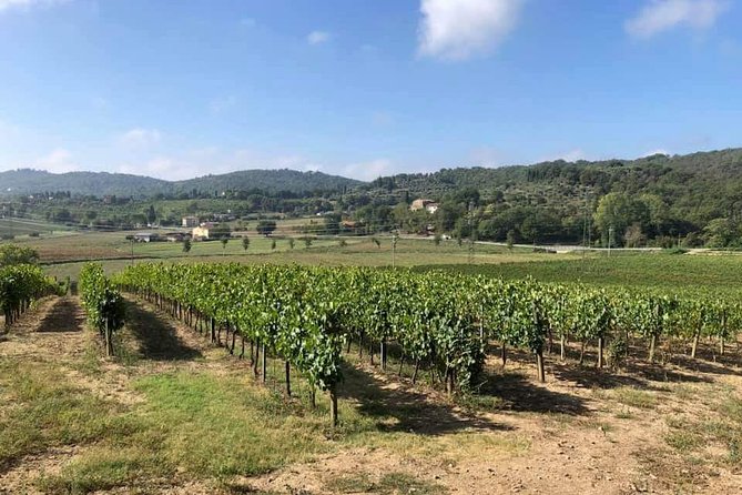 Cellar Tour & Wine Tasting - Meeting the guide at 10:30 in Lucignano